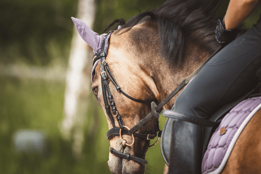 Murrumbateman Adult Riding Club